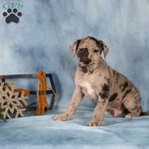 Dexter, Great Dane Puppy