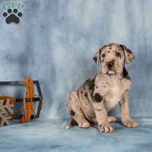 Donovan, Great Dane Puppy