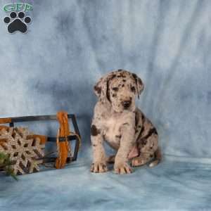 Donovan, Great Dane Puppy