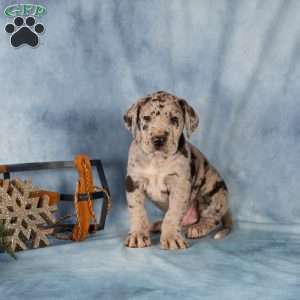 Donovan, Great Dane Puppy