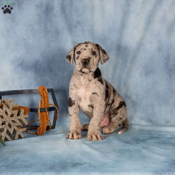 Donovan, Great Dane Puppy