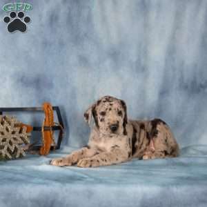 Donovan, Great Dane Puppy