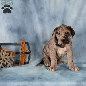 Duke, Great Dane Puppy