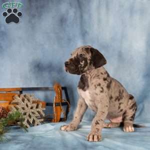 Duke, Great Dane Puppy