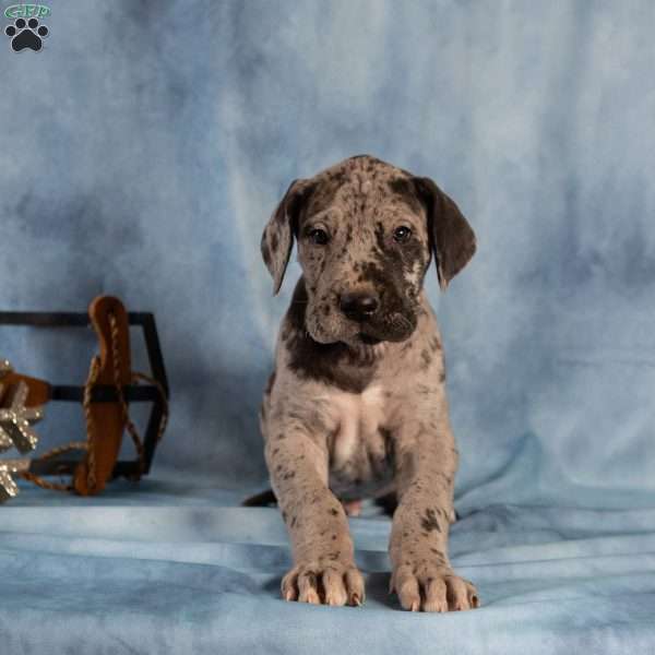 Duke, Great Dane Puppy