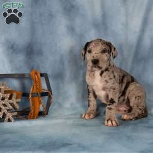 Daisy, Great Dane Puppy