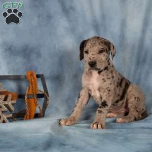 Daisy, Great Dane Puppy