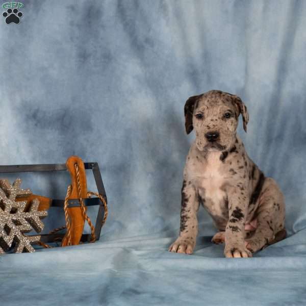 Daisy, Great Dane Puppy