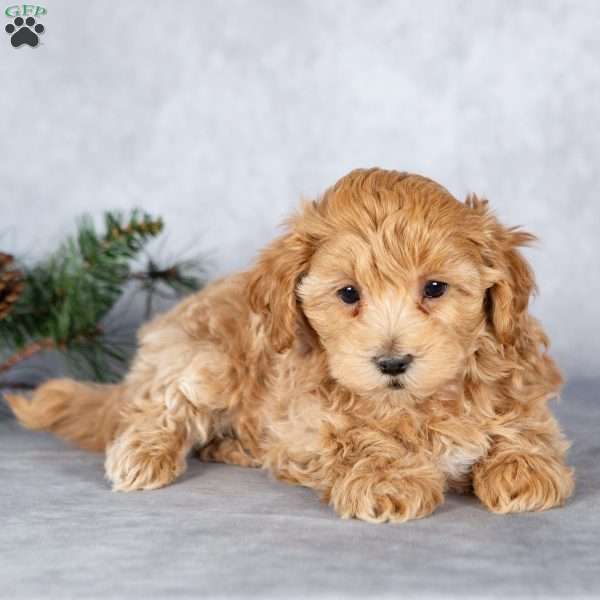 Leo, Maltipoo Puppy