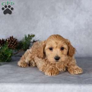 Liam, Maltipoo Puppy