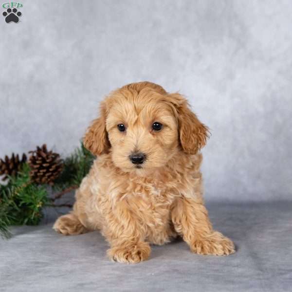 Liam, Maltipoo Puppy