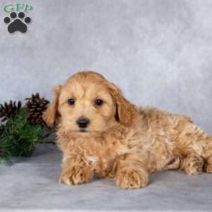 Liam, Maltipoo Puppy