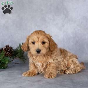 Liam, Maltipoo Puppy