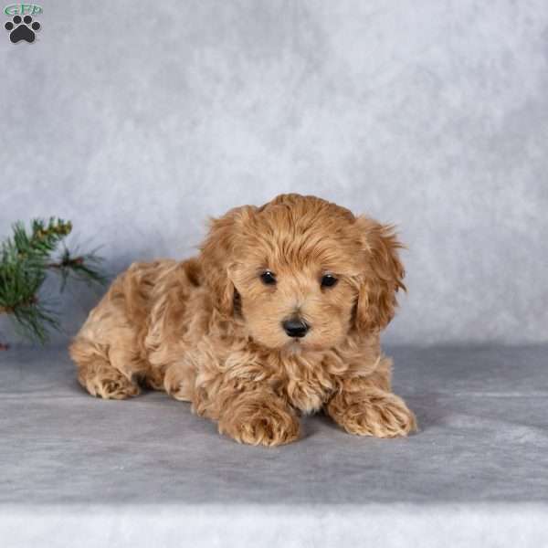 Louie, Maltipoo Puppy