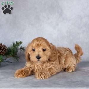 Louie, Maltipoo Puppy