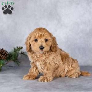 Louie, Maltipoo Puppy