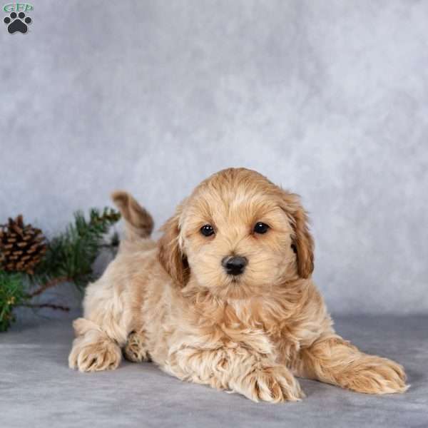 Logan, Maltipoo Puppy