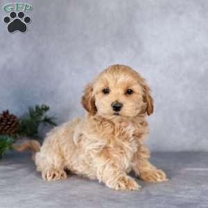 Logan, Maltipoo Puppy