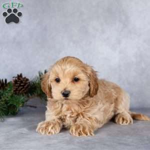 Logan, Maltipoo Puppy
