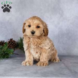 Logan, Maltipoo Puppy