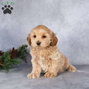 Logan, Maltipoo Puppy