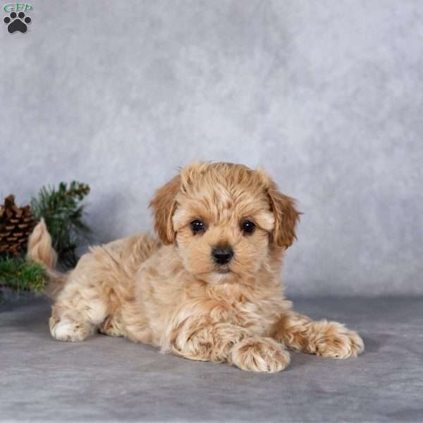 Luna, Maltipoo Puppy