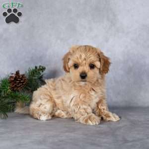 Luna, Maltipoo Puppy