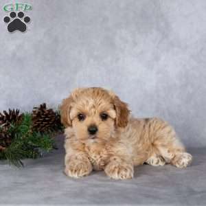 Luna, Maltipoo Puppy