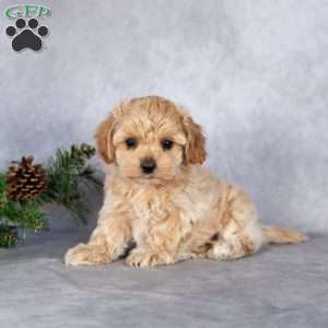 Luna, Maltipoo Puppy