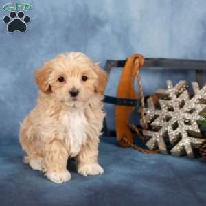 Jackson, Miniature Poodle Puppy