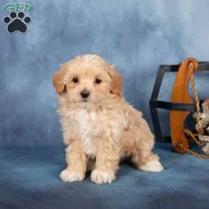 Jackson, Miniature Poodle Puppy