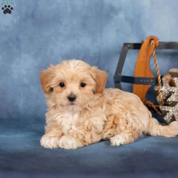 Jackson, Miniature Poodle Puppy