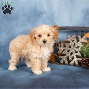 Jackson, Miniature Poodle Puppy