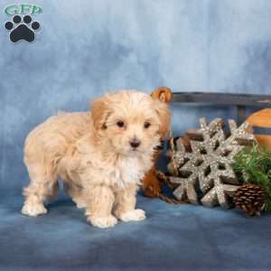 Jackson, Miniature Poodle Puppy