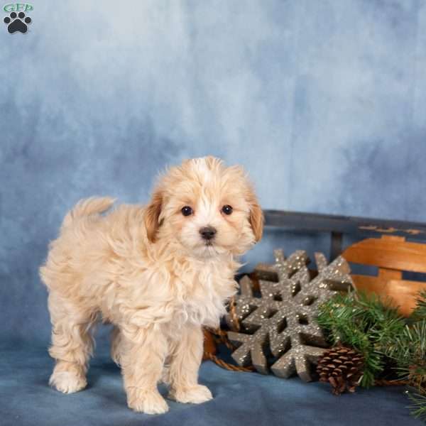 Josie, Miniature Poodle Puppy