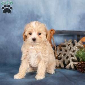 Josie, Miniature Poodle Puppy