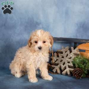 Josie, Miniature Poodle Puppy