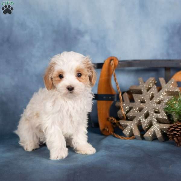 Jewel, Miniature Poodle Puppy