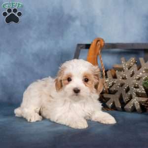 Jewel, Miniature Poodle Puppy