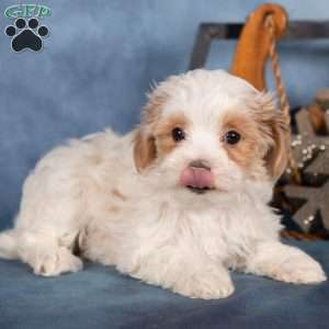 Jewel, Miniature Poodle Puppy