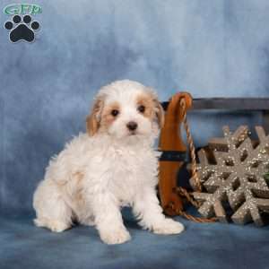 Jewel, Miniature Poodle Puppy