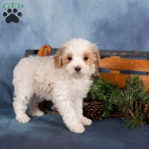Jewel, Miniature Poodle Puppy