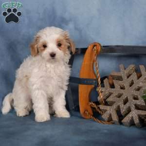 Jewel, Miniature Poodle Puppy