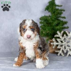 Hunter, Miniature Poodle Puppy