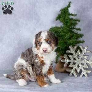 Hunter, Miniature Poodle Puppy
