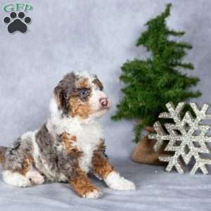 Hunter, Miniature Poodle Puppy