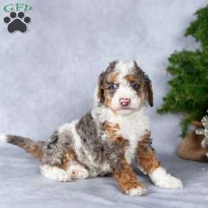 Hunter, Miniature Poodle Puppy