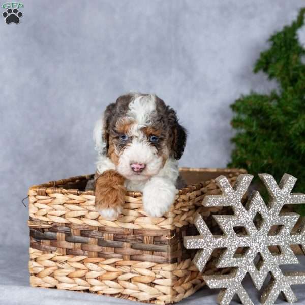 Hunter, Miniature Poodle Puppy