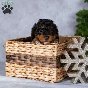 Glimmer, Miniature Poodle Puppy