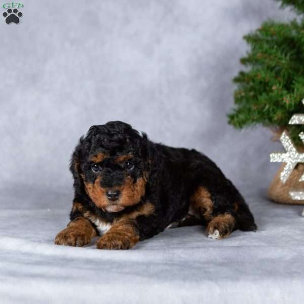 Glimmer, Miniature Poodle Puppy